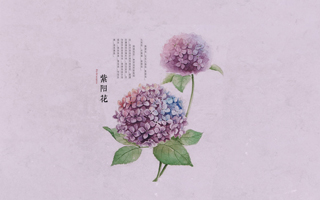 中医二羊:坚持,你会看到中医的力量,学中医14年还在路上