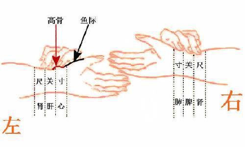 【读经典学中医】《难经》白话解:第二难,中医把脉第一步定位 【读经典学中医】《难经》白话解:第二难,中医把脉第一步定位