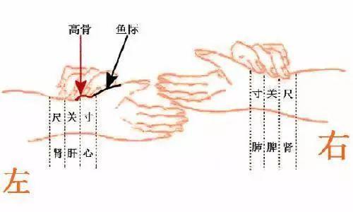 中医二羊整理：中医把脉手把手教，最全动图展示并心法口诀，建议收藏！