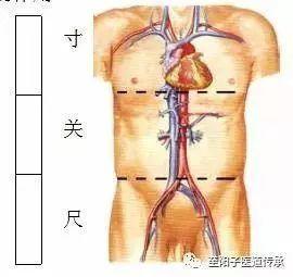 中医二羊整理：中医把脉手把手教，最全动图展示并心法口诀，建议收藏！