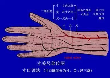 中医二羊整理：中医把脉手把手教，最全动图展示并心法口诀，建议收藏！