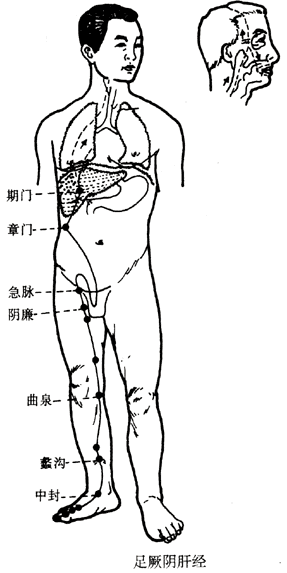 十二、足厥阴肝经