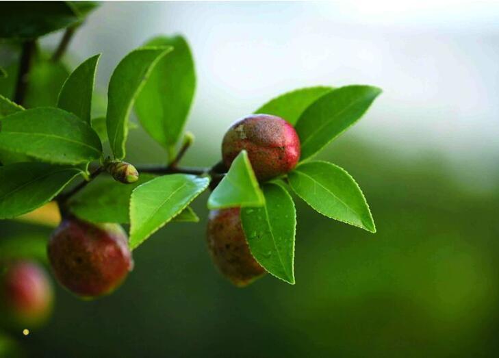 二羊学医记02：奶奶的茶树油